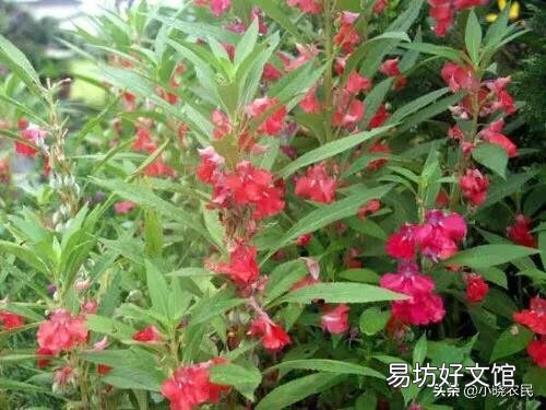 农村有一种花叫急性子,怎么样栽培种植?