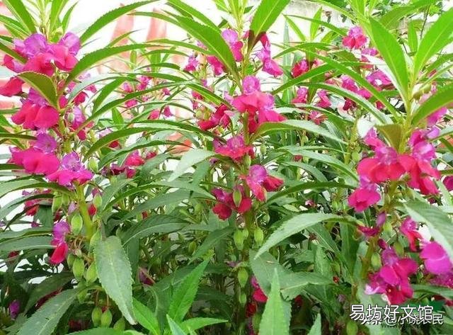 农村有一种花叫急性子,怎么样栽培种植?