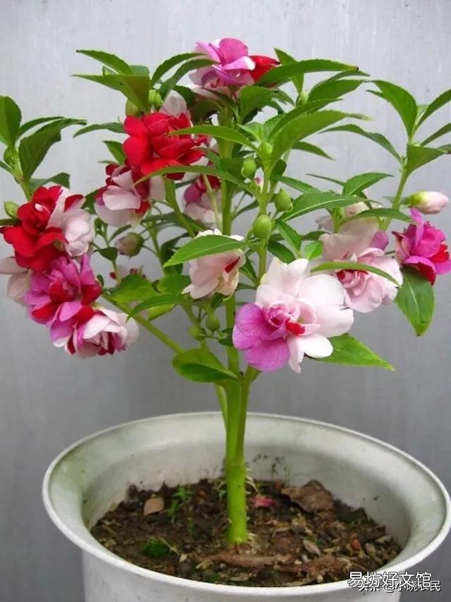 农村有一种花叫急性子,怎么样栽培种植?