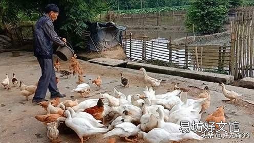 刚买来的小鸭子怎么喂?