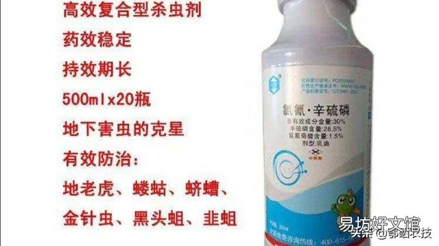 春季危害马铃薯的地下害虫主要有哪些?如何综合防治?