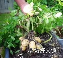 春季危害马铃薯的地下害虫主要有哪些?如何综合防治?