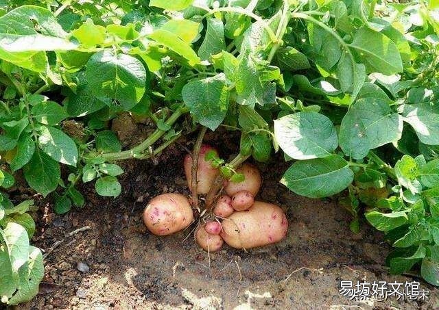 春季危害马铃薯的地下害虫主要有哪些?如何综合防治?