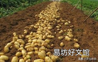 春季危害马铃薯的地下害虫主要有哪些?如何综合防治?
