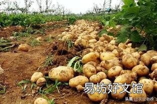 春季危害马铃薯的地下害虫主要有哪些?如何综合防治?
