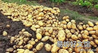 春季危害马铃薯的地下害虫主要有哪些?如何综合防治?
