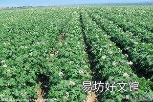 春季危害马铃薯的地下害虫主要有哪些?如何综合防治?
