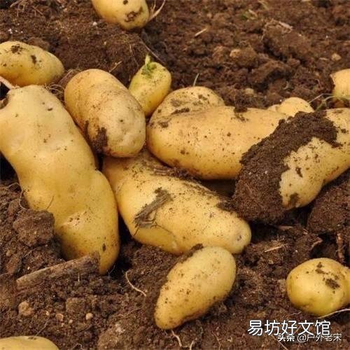 春季危害马铃薯的地下害虫主要有哪些?如何综合防治?