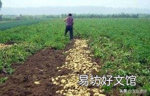 春季危害马铃薯的地下害虫主要有哪些?如何综合防治?
