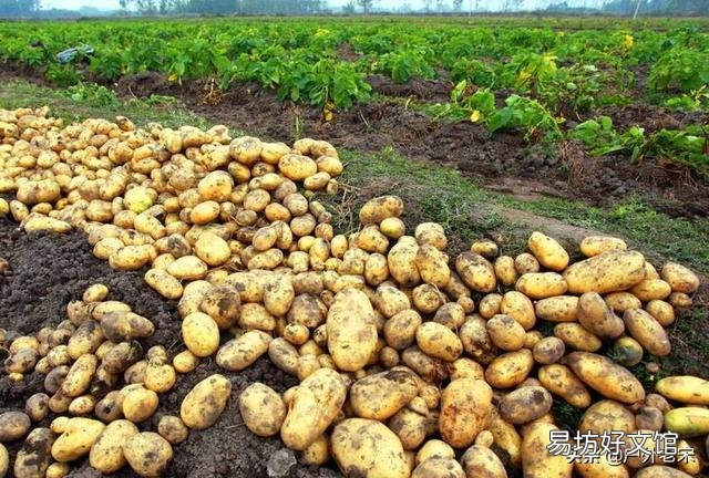 春季危害马铃薯的地下害虫主要有哪些?如何综合防治?