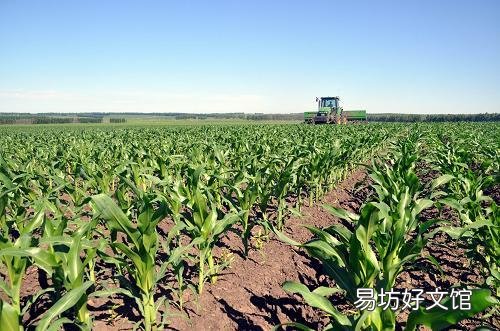 玉米播种质量与壮苗有什么关系?怎样提高播种质量?