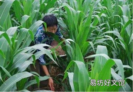 玉米播种质量与壮苗有什么关系?怎样提高播种质量?
