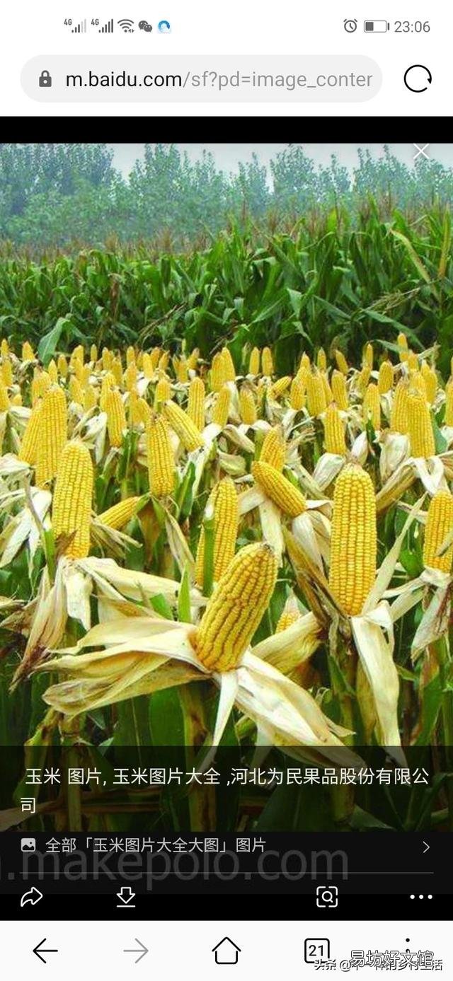 玉米播种质量与壮苗有什么关系?怎样提高播种质量?