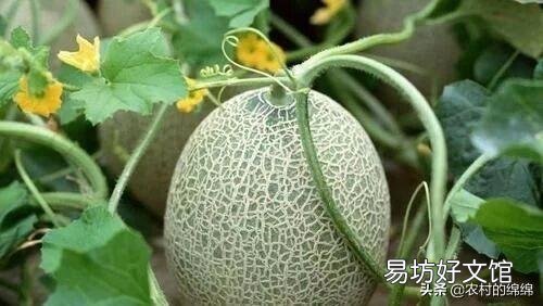 钾肥在植物中起什么作用?