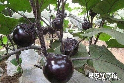 钾肥在植物中起什么作用?