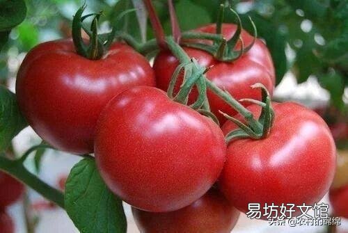 钾肥在植物中起什么作用?