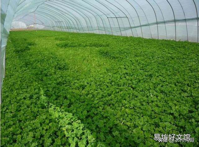 钾肥在植物中起什么作用?