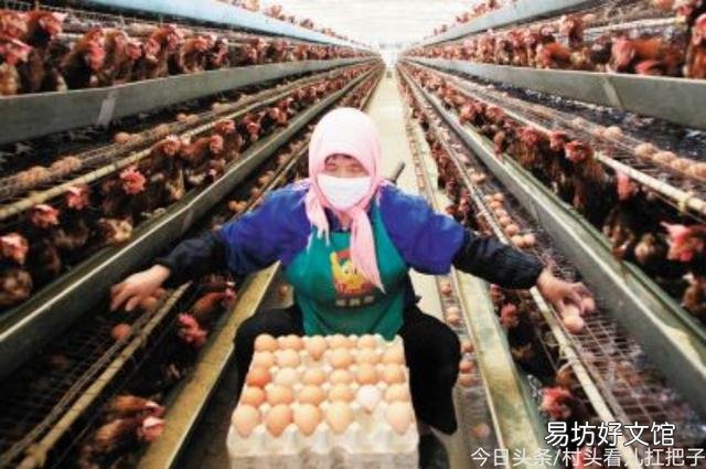 鸡蛋价格预计什么时候能回升?