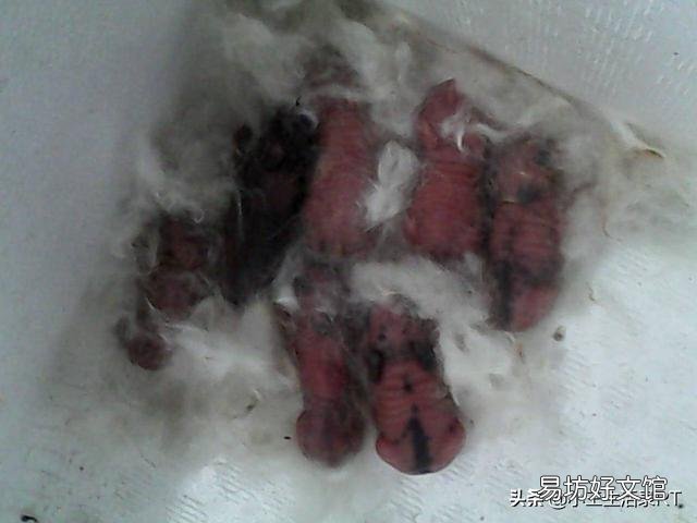 引起母兔流产的原因有哪些?怎样预防流产?