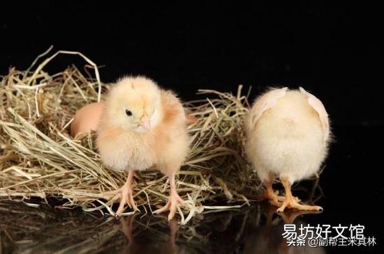 请问刚出生的小鸡应该如何喂养,如何保温?