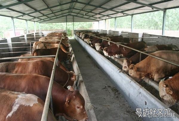 “家有万贯,带毛的不算”。在农村从事养殖业有哪些风险因素?