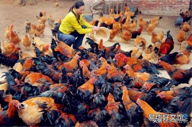 “家有万贯,带毛的不算”。在农村从事养殖业有哪些风险因素?