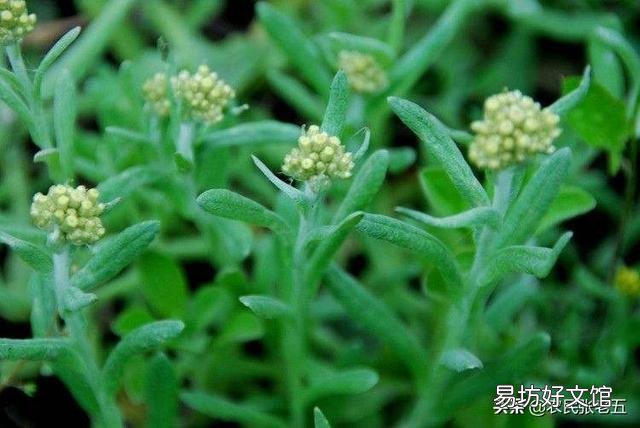 野菜可以人工种植吗?怎么样?
