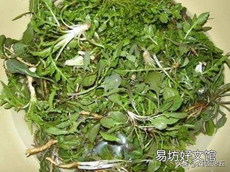 野菜可以人工种植吗?怎么样?