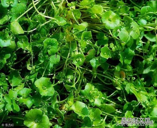 野菜可以人工种植吗?怎么样?