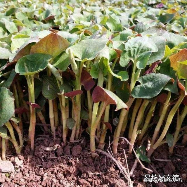 野菜可以人工种植吗?怎么样?