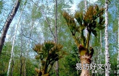 野菜可以人工种植吗?怎么样?