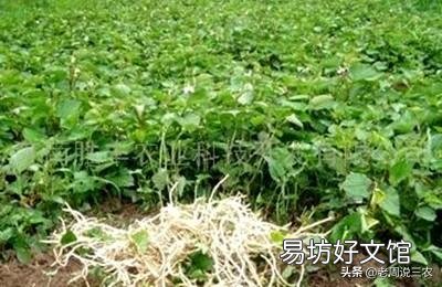 野菜可以人工种植吗?怎么样?