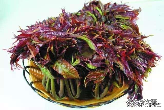 野菜可以人工种植吗?怎么样?