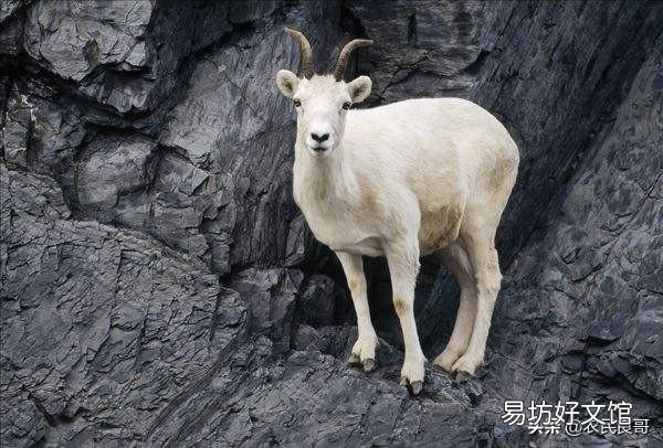 母羊临产的征兆有哪些?
