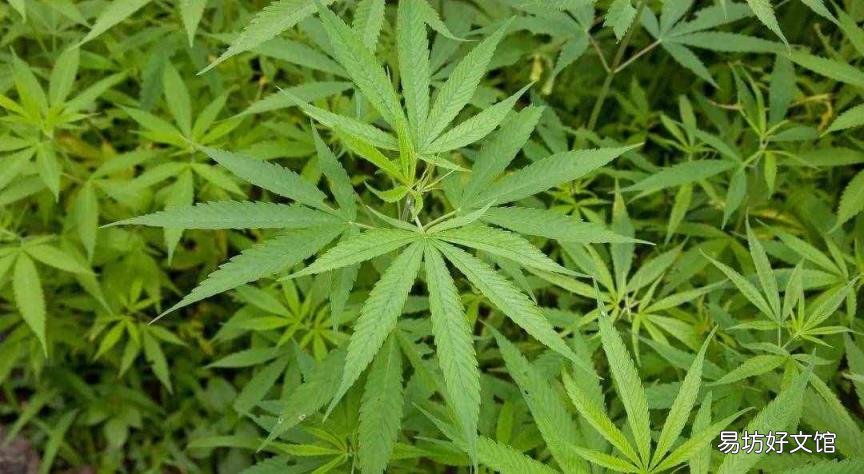 罂粟花别名叫什么 罂粟花是什么
