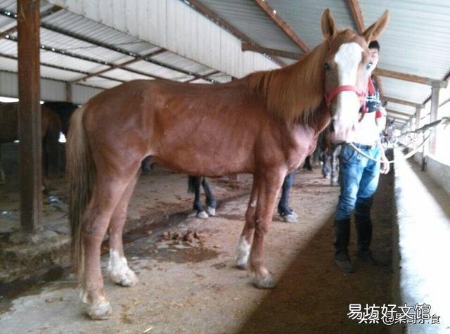 喂马要注意些什么？如何调制马的词料？