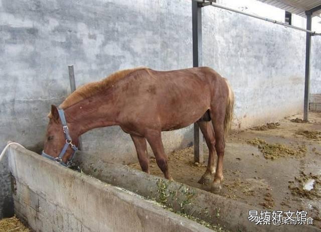 喂马要注意些什么？如何调制马的词料？
