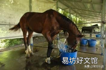 喂马要注意些什么？如何调制马的词料？