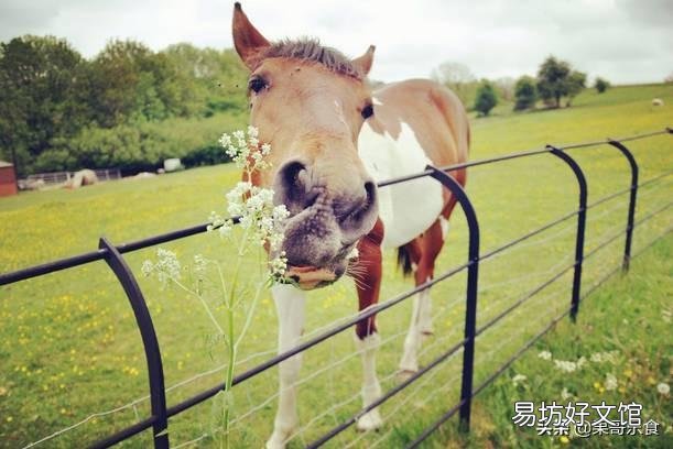 喂马要注意些什么？如何调制马的词料？