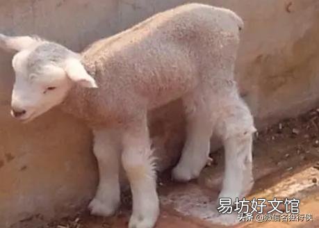 养羊喂颗粒饲料赚钱吗?