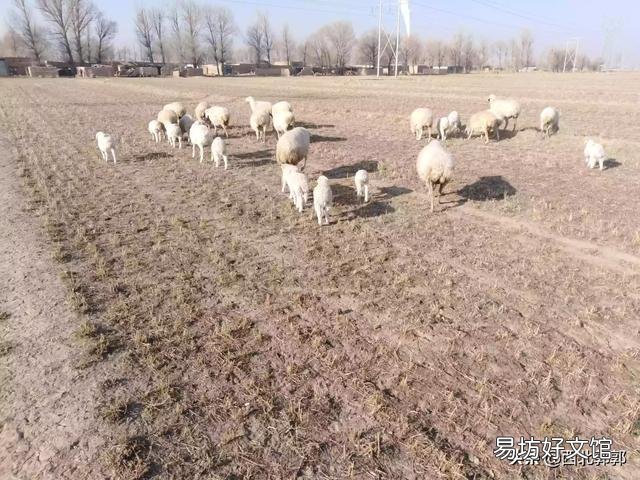 养羊喂颗粒饲料赚钱吗?