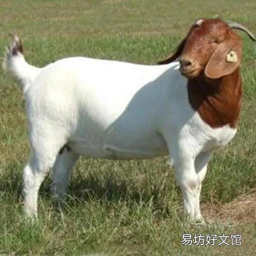 养羊喂颗粒饲料赚钱吗?