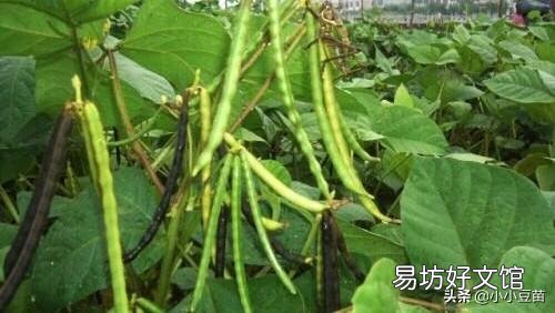 为什么有人说种植绿豆时不要使用化肥?