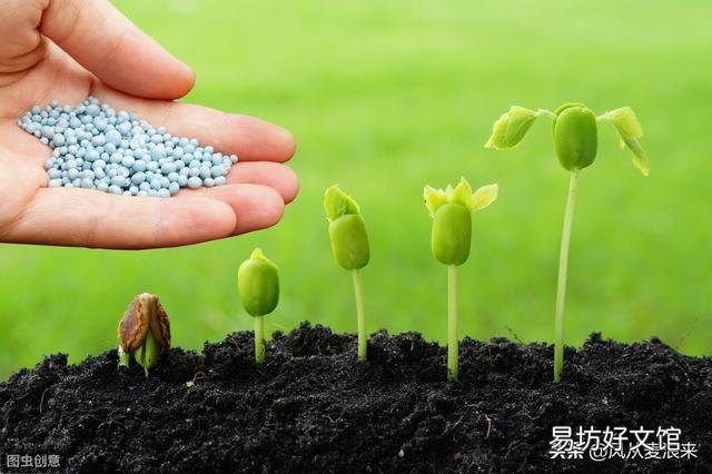 为什么有人说种植绿豆时不要使用化肥?