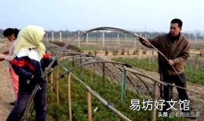 韭菜返青后长势不好,应该怎样才能提高长势?