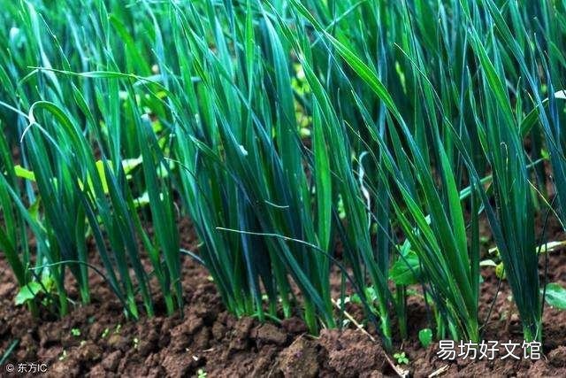 韭菜返青后长势不好,应该怎样才能提高长势?