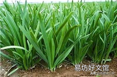 韭菜返青后长势不好,应该怎样才能提高长势?