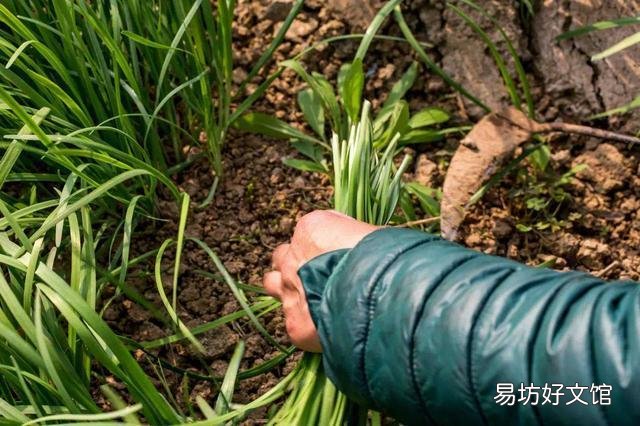 韭菜返青后长势不好,应该怎样才能提高长势?