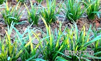 韭菜返青后长势不好,应该怎样才能提高长势?