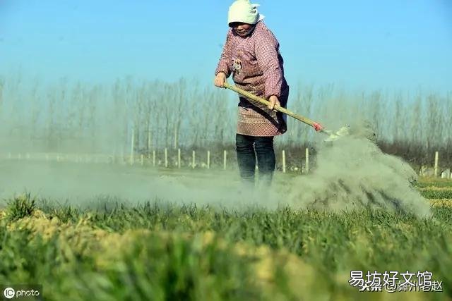 韭菜返青后长势不好,应该怎样才能提高长势?
